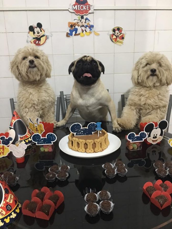 Festa para Cachorro: 50 Ideias para o seu Bichinho